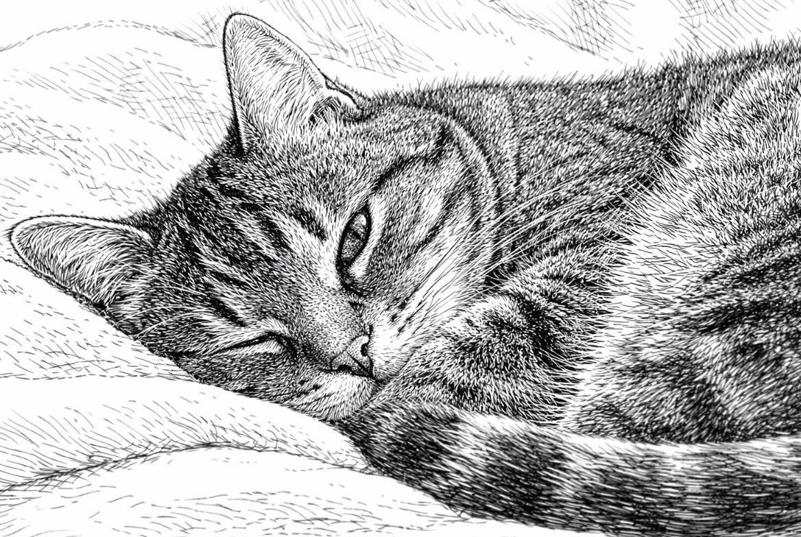 Half sleeping cat